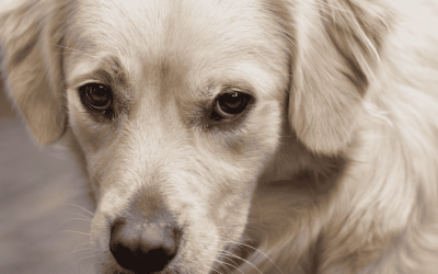 Why There Are No “Better” Kibbles for Dogs: It’s Time for the Truth