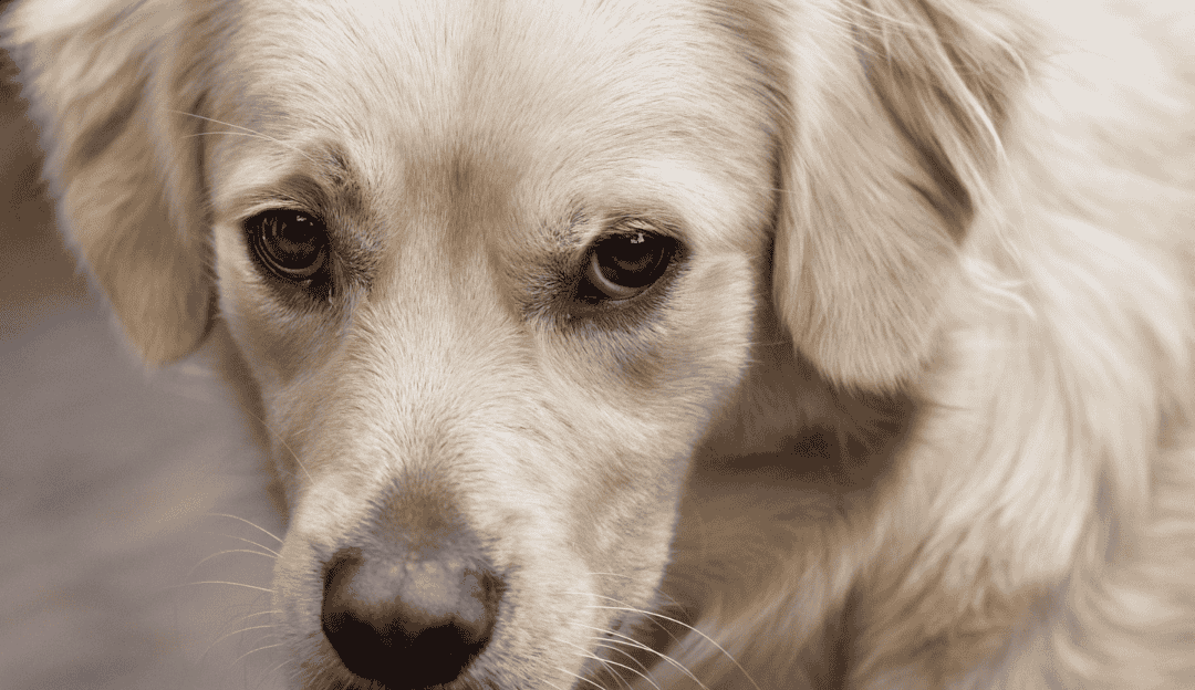Why There Are No “Better” Kibbles for Dogs: It’s Time for the Truth