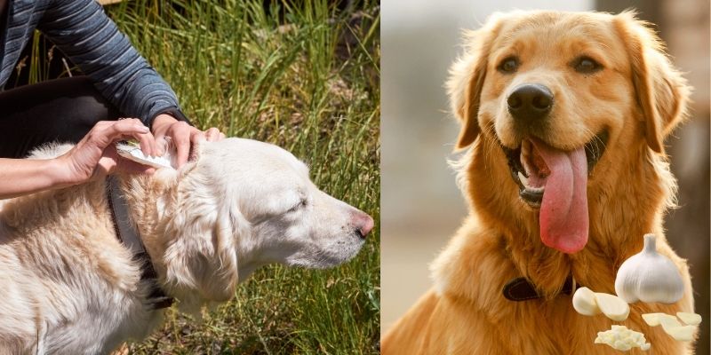 A split collage showing a person checking a dog for ticks in the grass and a happy golden retriever next to fresh garlic cloves for natural tick protection