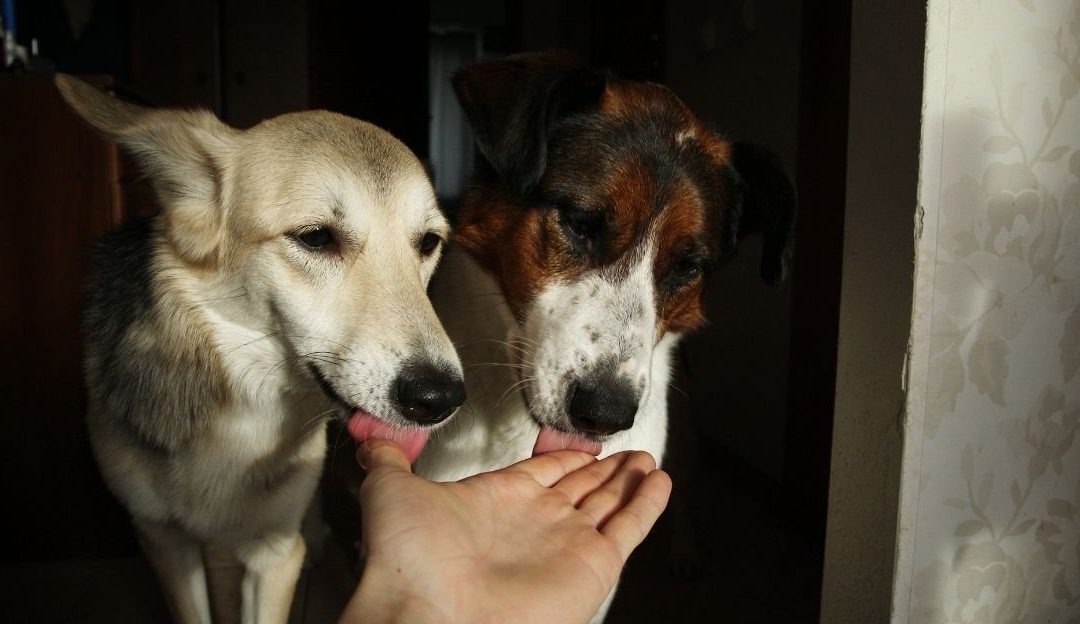 Natural Protection Against Ticks in Dogs: Are Oral Tablets Dangerous?
