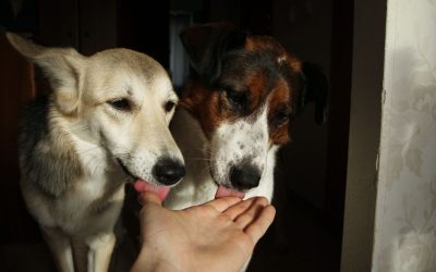 Natural Protection Against Ticks in Dogs: Are Oral Tablets Dangerous?