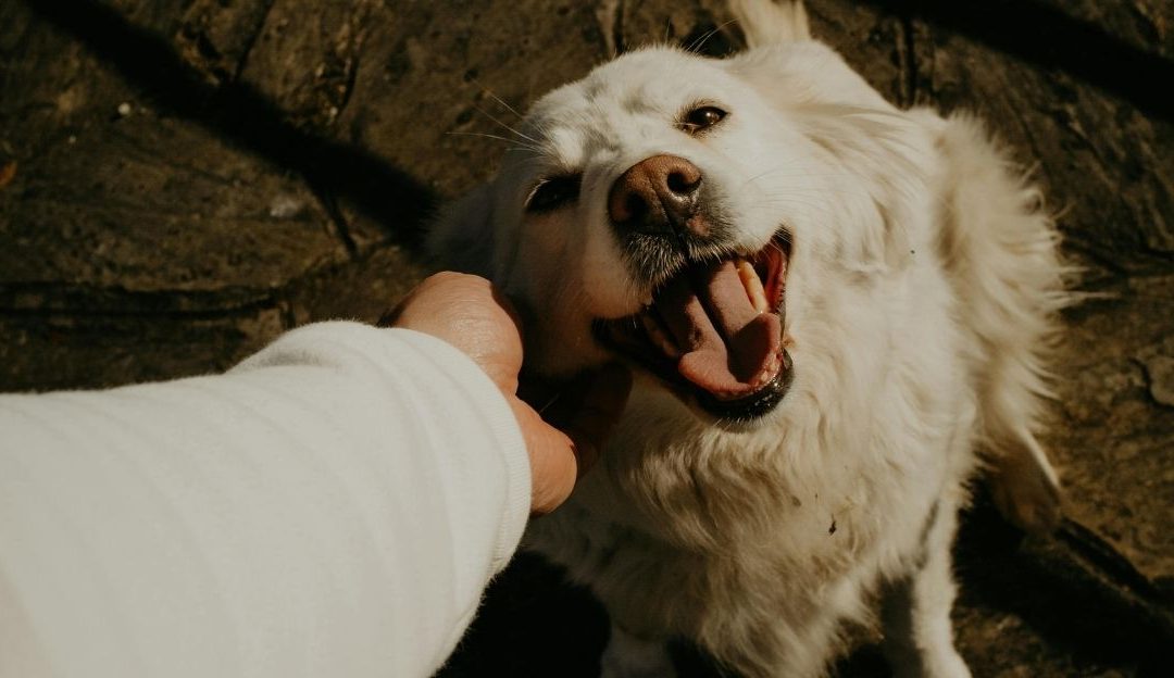 A first person point of view of a hand petting a happy white dog representing how a programmed mind approaches animal care