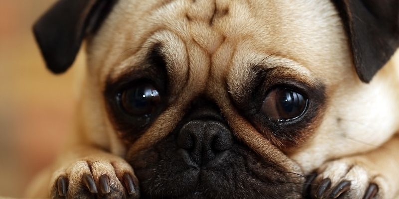 An extreme close up of a pug dog with worried eyes reflecting anxiety and reactivity in dogs