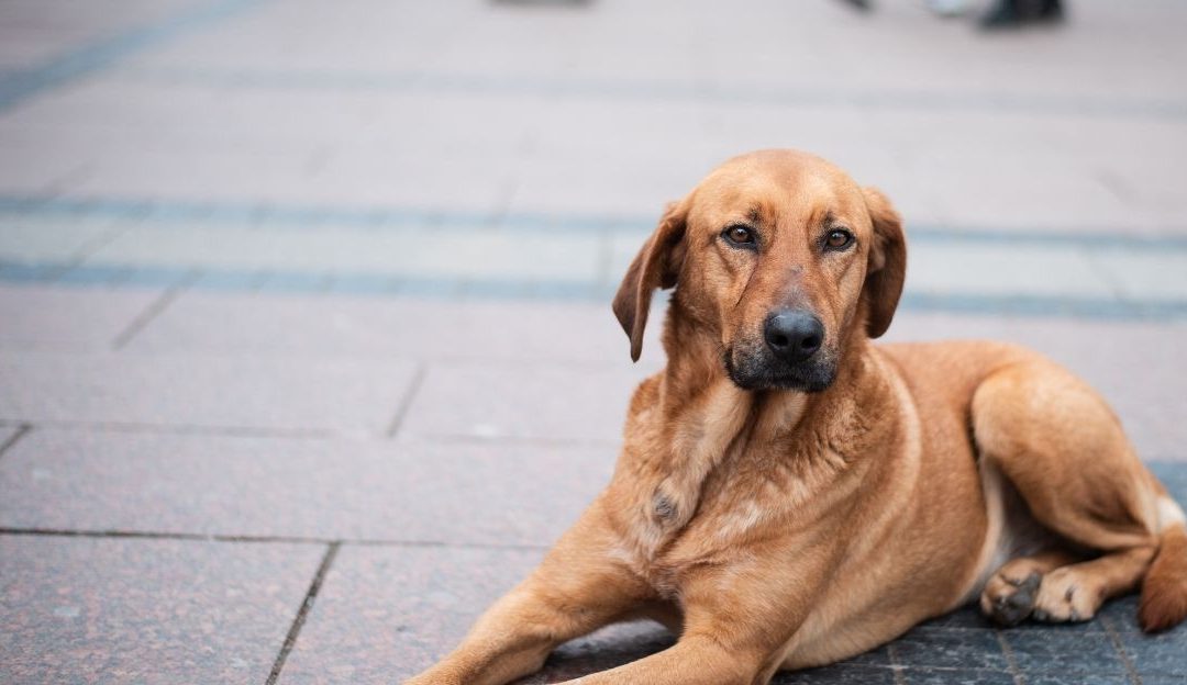Reactivity in Dogs: The Dog Is Not Aggressive, It Is Overloaded