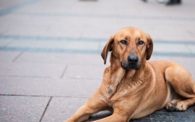 Reactivity in Dogs: The Dog Is Not Aggressive, It Is Overloaded