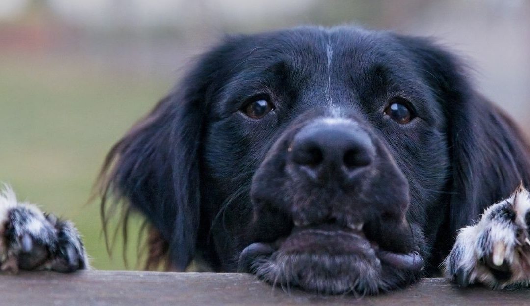 Loss of a Loved One: Does Your Grief Become Trauma in Dogs?