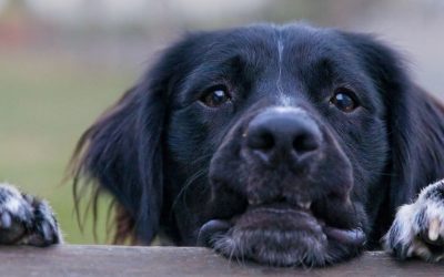 Loss of a Loved One: Does Your Grief Become Trauma in Dogs?