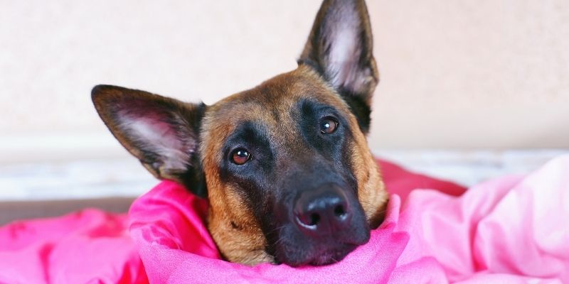 A dog that lies quietly in its place while the owner does chores, preventing the development of separation anxiety.