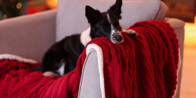 A black and white border collie resting its head on an armchair with a red blanket showing the dog as a mirror