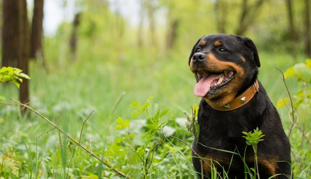 The Hidden Price of Fast Protection: Tick Tablets and Neurological Consequences in Dogs