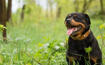 The Hidden Price of Fast Protection: Tick Tablets and Neurological Consequences in Dogs