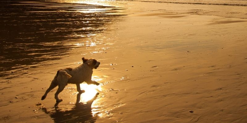 A dog running freely on a wet sandy beach during a golden sunset symbolizing freedom and what to say when a dog is dying