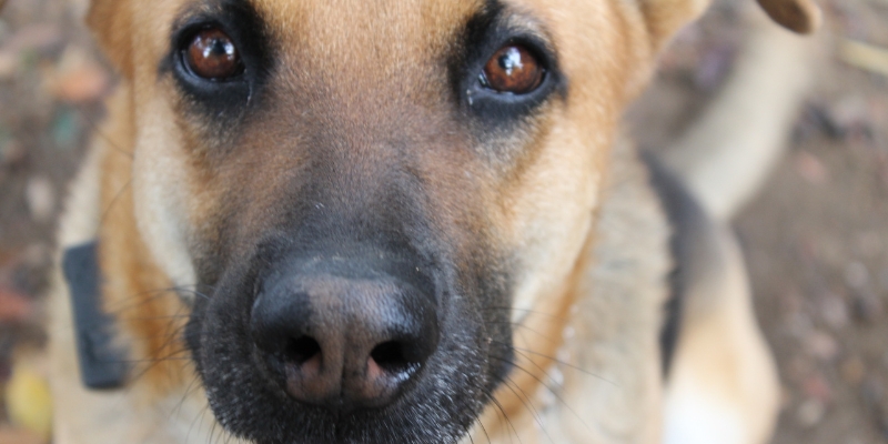 Extreme close-up of a dog's face and expressive eyes, showing why a dog is not a trophy