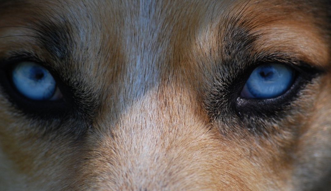 Macro portrait of striking blue eyes showing a dog's eyes looking directly ahead