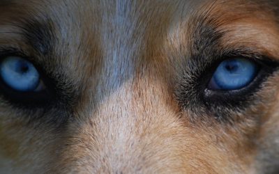 A Dog’s Eyes: A Window Into a Relative Reality