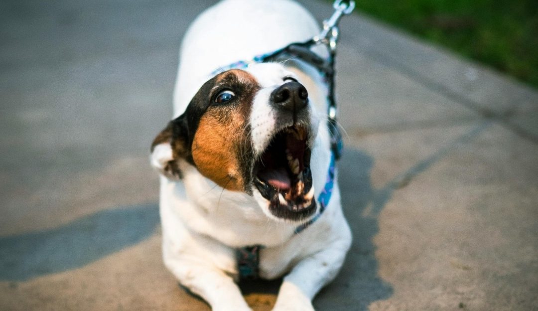 Why Does Aggression Appear in Dogs and How Does the Airplane Metaphor Explain It?