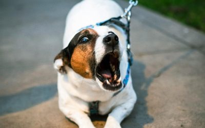 Why Does Aggression Appear in Dogs and How Does the Airplane Metaphor Explain It?