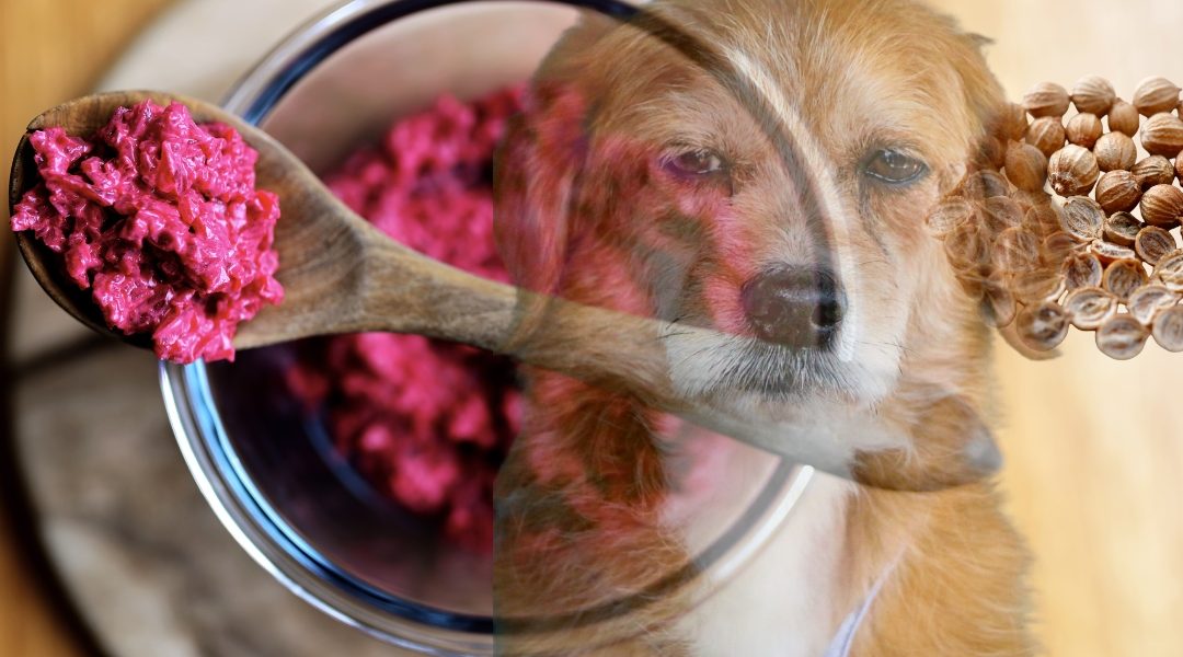 Natural beetroot powder and dietary fibers prepared to support anal glands in dogs naturally