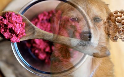 Natural Solution: How to Support Anal Glands in Dogs Through Nutrition and Confidence