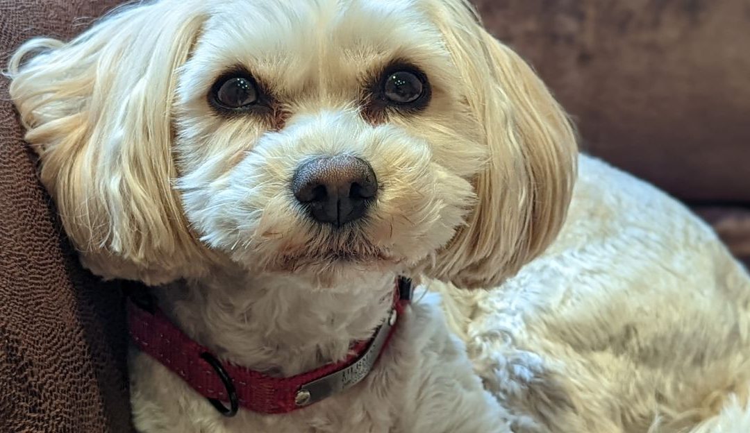 Close-up portrait of a small white dog looking lovingly at the camera, symbolizing an authentic relationship with dogs