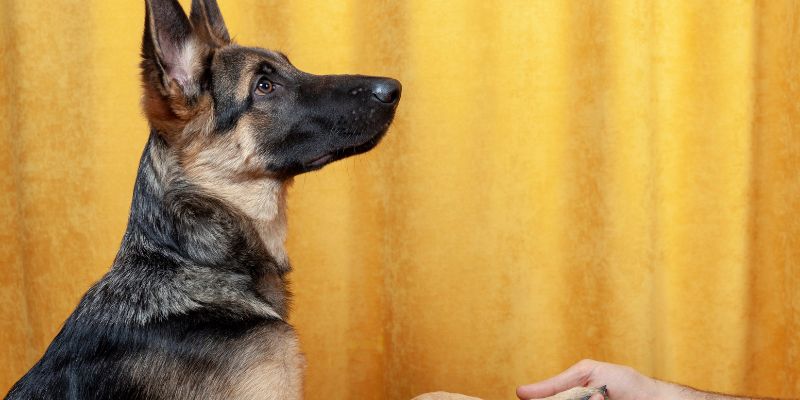 German Shepherd dog interacting with human hand illustrating neuroplasticity and how environment affects breed and dog behavior