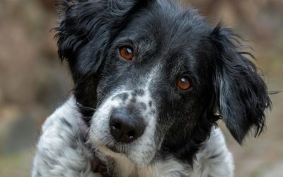 Breed Has Nothing to Do With Behavior: Why Insisting Otherwise May Be One of the Greatest Misconceptions in Modern Cynology