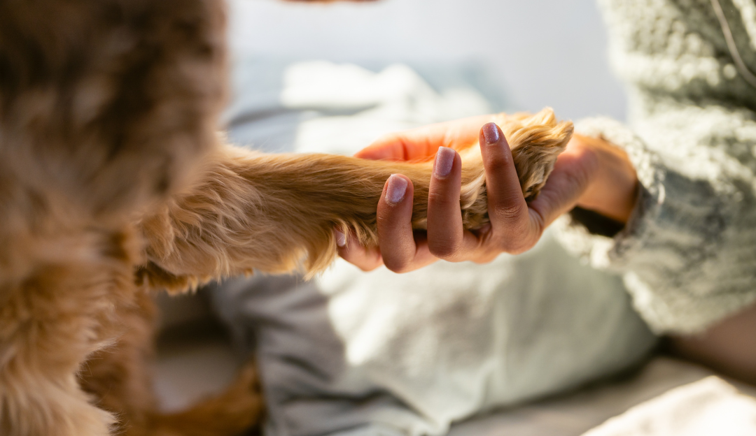 Owner holding a dog's paw tenderly, reflecting on decisions around burying a dog and saying goodbye