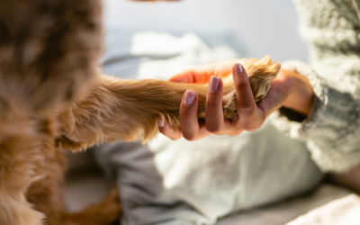 Burying a Dog: Honoring Your Companion Between the Law and the Heart