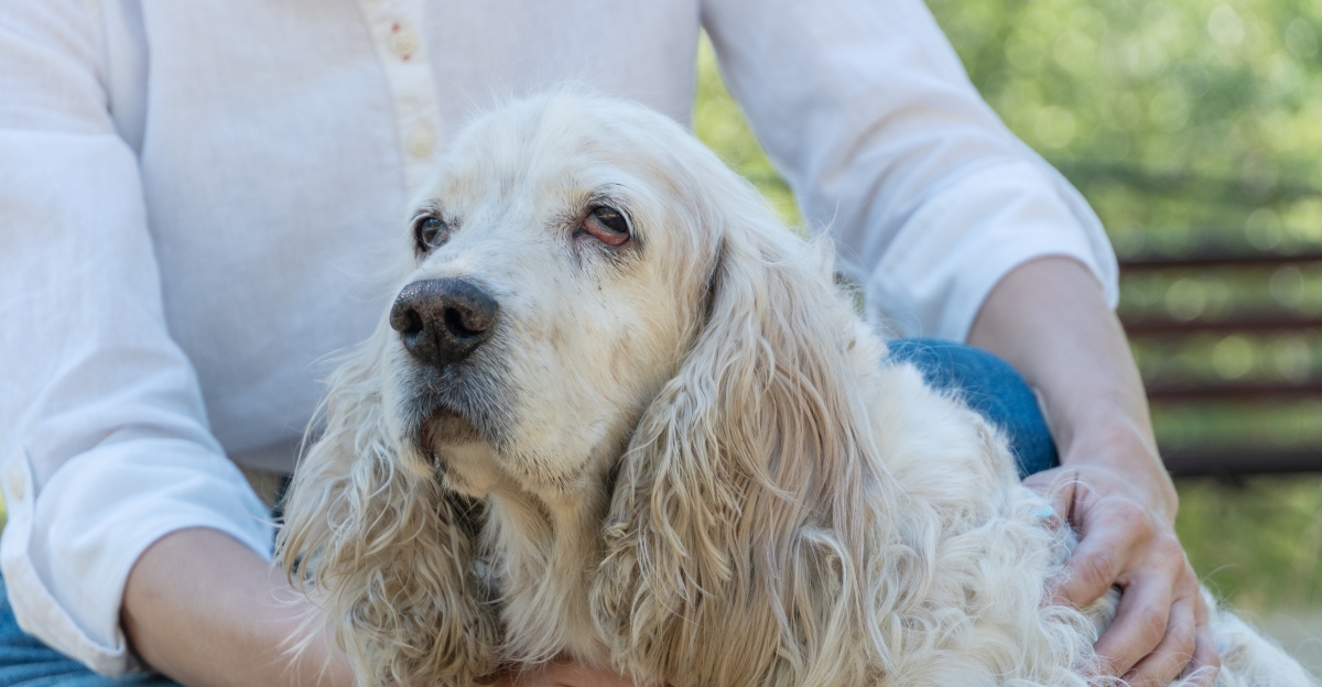 Senior English Cocker Spaniel resting calmly in its owner's arms before saying the final goodbye