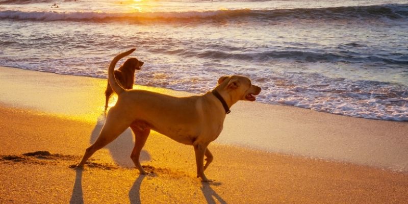 Active dogs walking along a sunny beach at sunset representing holistic vitality and why cancer in dogs is a systemic disease