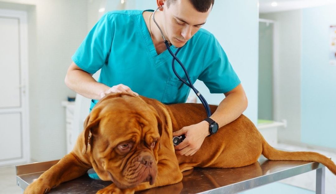 Why Cancer in Dogs Is a Systemic Disease and How It Develops