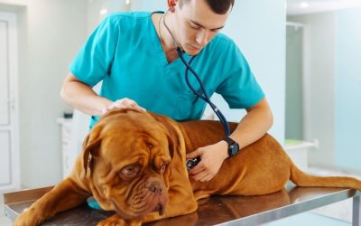Why Cancer in Dogs Is a Systemic Disease and How It Develops