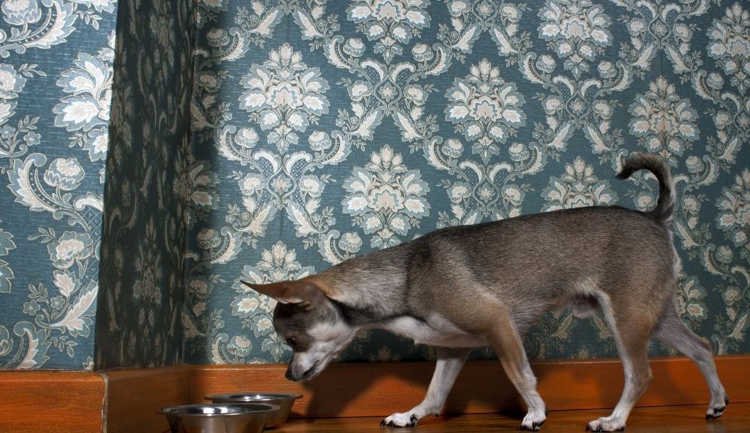 The Hidden Danger in the Bowl: How Carbohydrates Affect Insulin in Dogs