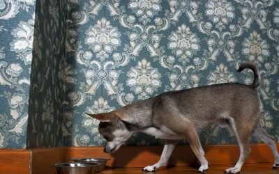 The Hidden Danger in the Bowl: How Carbohydrates Affect Insulin in Dogs