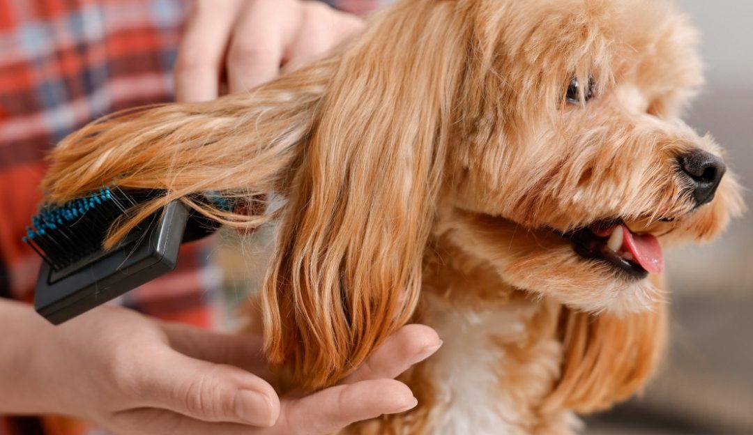 A Magical Journey Through Grooming: Why Conscious Brushing and Love Are Inseparable