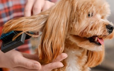 A Magical Journey Through Grooming: Why Conscious Brushing and Love Are Inseparable
