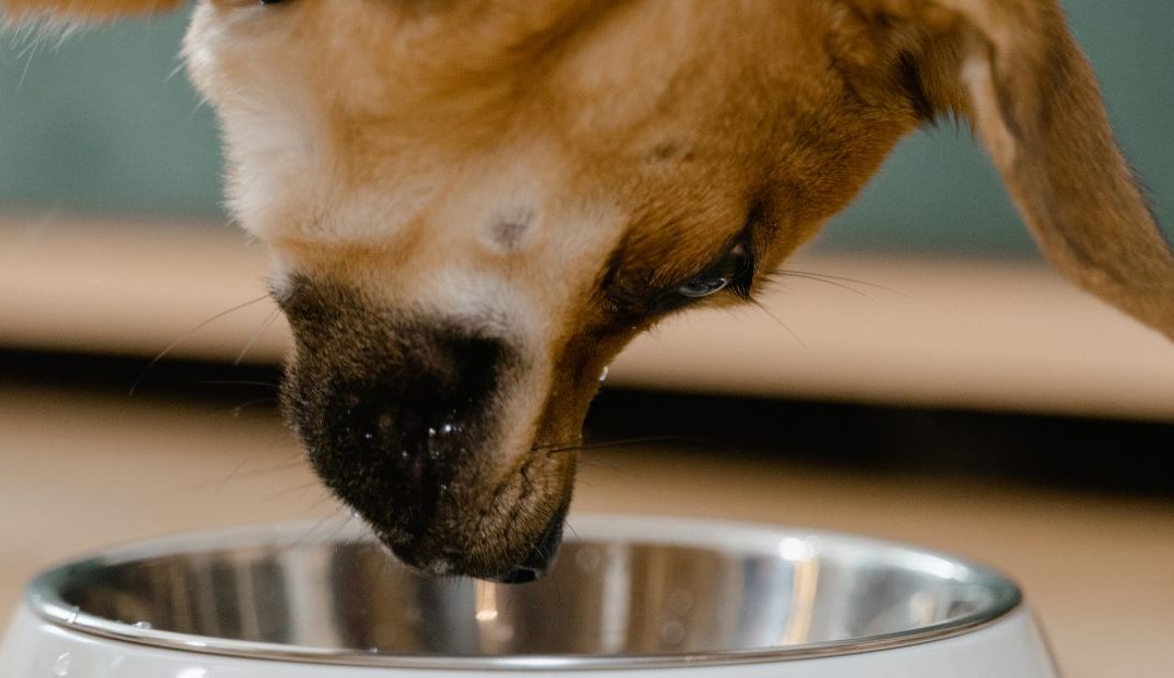 Close-up of a brown dog eating dog kibble from a stainless steel bowl