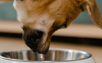 The Absurdity in a TV Studio: A Veterinarian Who Ate Dog Kibble and Claims It’s Excellent!