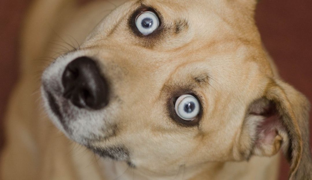 Emotional Conflict in a Single Word: Why Dogs Stop Trusting Their Own Name
