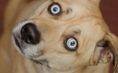Emotional Conflict in a Single Word: Why Dogs Stop Trusting Their Own Name