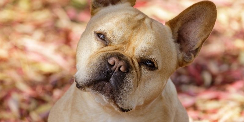 French Bulldog tilting its head to listen closely, illustrating how dogs stop trusting their own name when sound carries conflicting emotional history