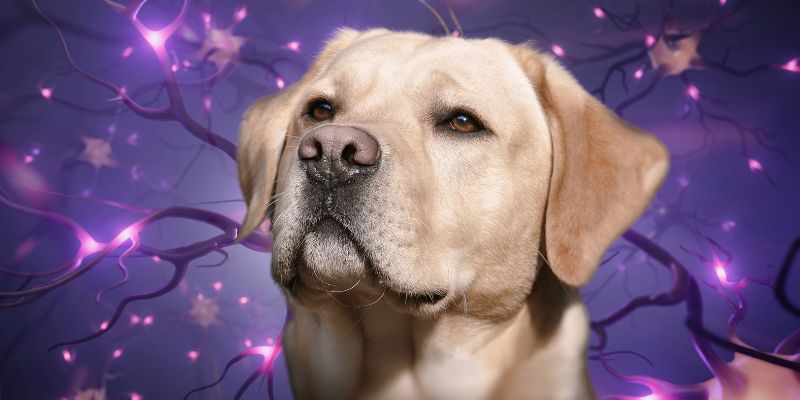 Yellow Labrador Retriever portrait with abstract purple brain neurons illustrating epilepsy in dogs