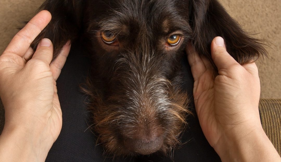 Owner gently holding a dog's head providing comfort for epilepsy in dogs
