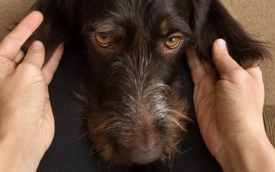 What Happens Inside the Brain? How Epilepsy Develops in Dogs and What Causes a Seizure