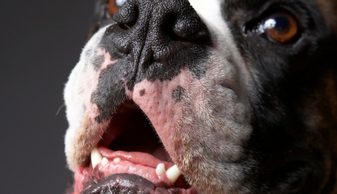 Close-up portrait of a Boxer showing the gumline and teeth affected by gingival hyperplasia in dogs