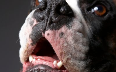 Understanding Gingival Hyperplasia in Dogs: Why Gum Tissue Sometimes Grows Out of Control