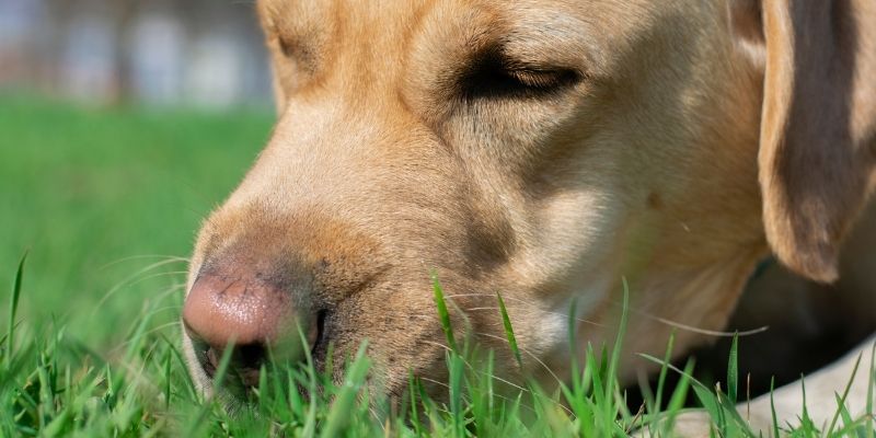 Close up of a golden labrador sniffing green grass and earth illustrating natural minerals for dogs