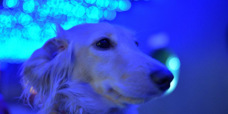Light-colored long-haired dog illuminated by artificial blue lights representing modern civilization impact on the nervous system of dogs
