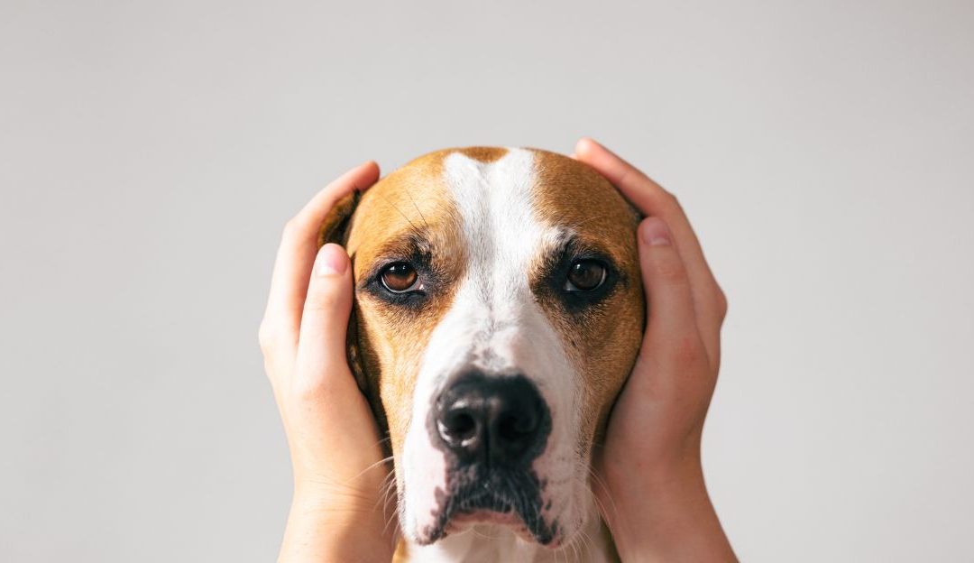 The Nervous System of Dogs: How Modern Civilization Affects It