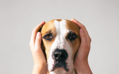 The Nervous System of Dogs: How Modern Civilization Affects It